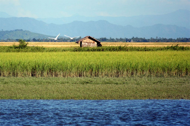 Rice price stable despite floods